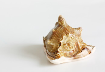 Big cockleshell isolated