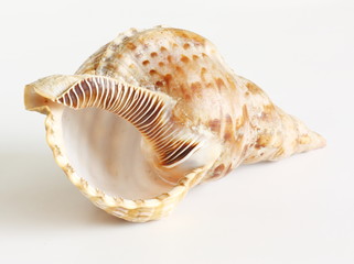 Big cockleshells isolated