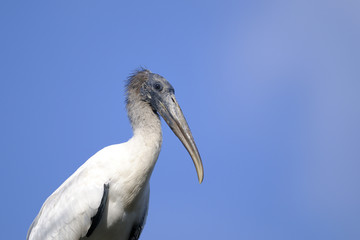 wood stork, mycteria americana