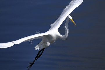 ardea alba, great egret