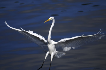 ardea alba, great egret