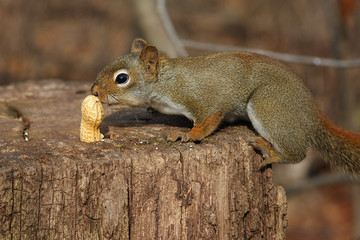 Red Squirrel And Peanut