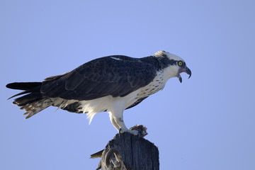 osprey, pandion haliaetus