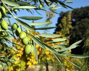 Olives vertes