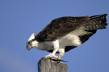 osprey, pandion haliaetus