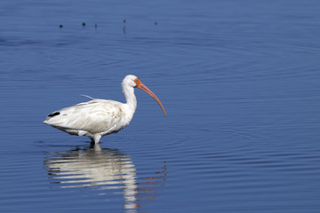 american white ibis, eudocimus albus