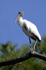 wood stork, mycteria americana