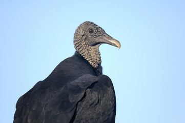 coragyps atratus, black vulture