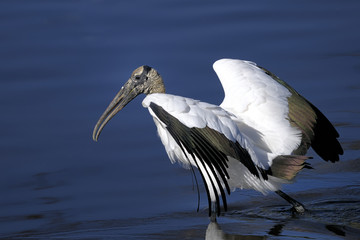wood stork, mycteria americana