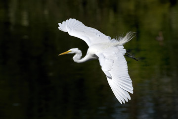 ardea alba, great egret