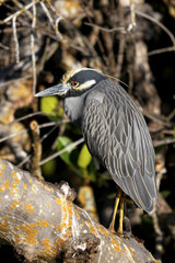nycticorax violaceus, yellow-crowned night heron
