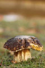 Brown mushroom in the grass