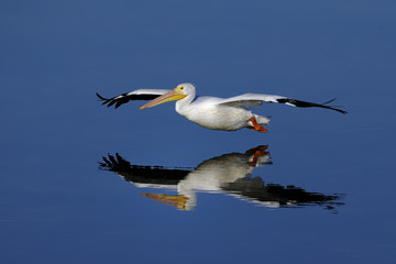 Fototapeta na wymiar american white pelican, pelecanus erythrorhynchos