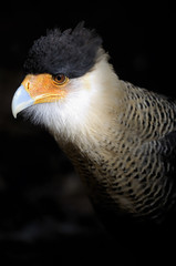caracara cheriway, northern crested caracara