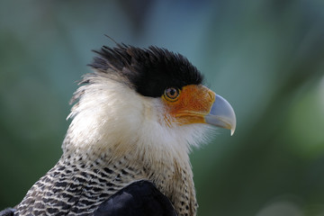 caracara cheriway, northern crested caracara