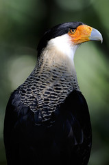 caracara cheriway, northern crested caracara
