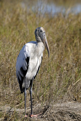 wood stork, mycteria americana