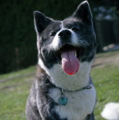 Akita Hund_115531