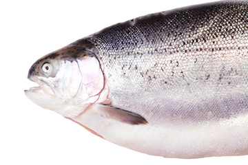 head of trout