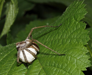 Spider sitting on the green leaf