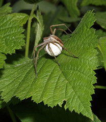 Spider sitting on the green leaf