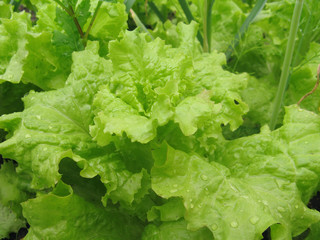 Leaves of salad