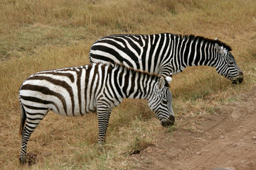 Steppenzebra im ngorongoro conservation area