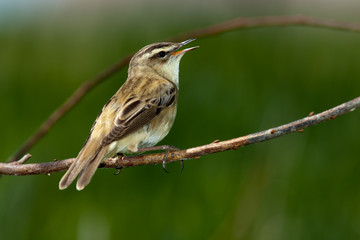 Acrocephalus schoenobaenus, Sedge Warbler. A singing bird.
