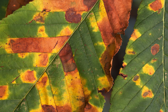 Damage caused by Horse-Chestnut Leaf Miner 09