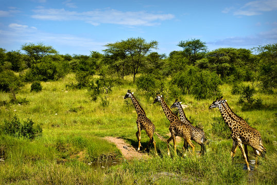 Fototapeta Giraffes