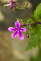 Ruprechts-Storchschnabel, Ruprechtskraut