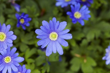 Obraz premium Balkanwindröschen (Strahlenanemone)