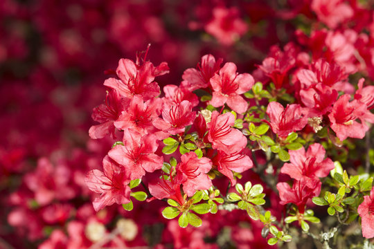Azaleen (Azalea floribunda) 03