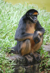 Spider monkey in zoo