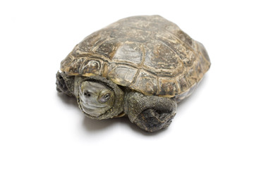 one old turtle isolated in white background