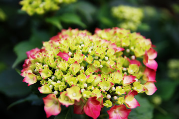 hydrangea flowers background