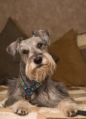 Grey Miniature schnauzer dog laying on a bed