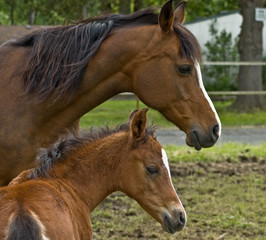 Mother mare protecting her baby colt foal