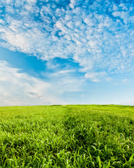 Naklejka premium green corn field under blue skies
