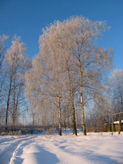 Winter landscape