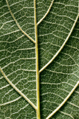 Pubescent back side of a Paulownia leaf