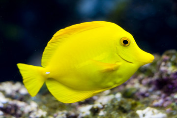an exotic fish swimming