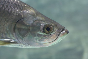 an exotic fish swimming