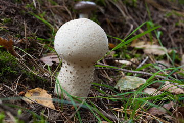 Common puffball