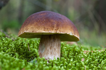 Boletus edulis in the forest