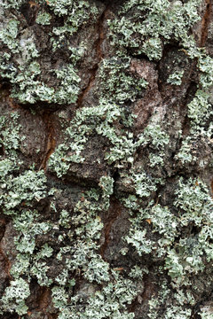 Lichen on the tree bark