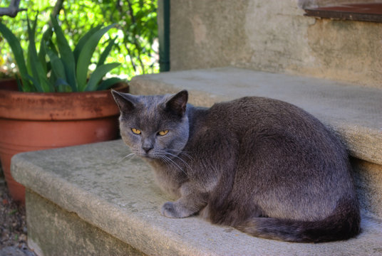 Chat gris de race Chartreux
