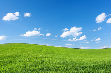 Fototapeta premium Meadow