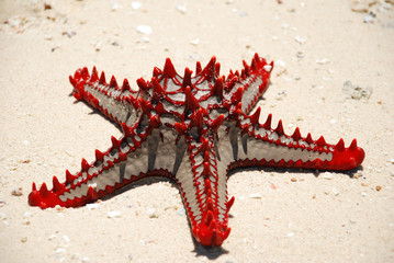 sea star