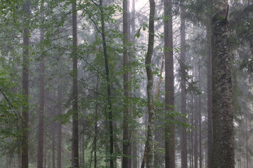 Fototapeta premium Tree trunks in misty stand